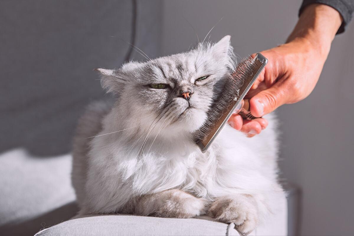 Grooming